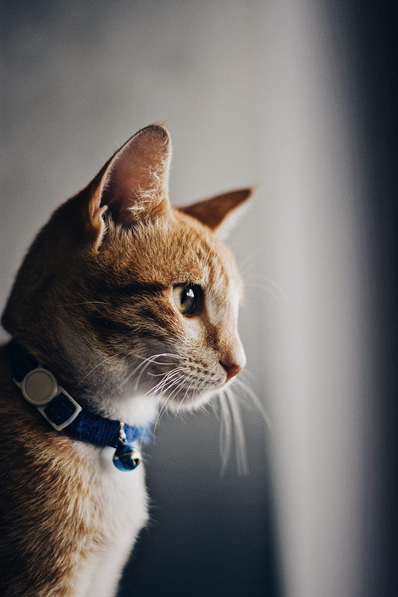 A Cat Story, behind understanding about habits.